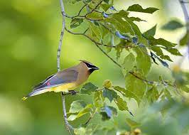 86 Cedar Waxwing Photos Pictures And