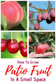 Grow Patio Fruit Trees And Other