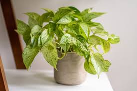 The Best Low Light Indoor Plants