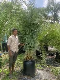 Natural Phoenix Sylvestris Palm Trees