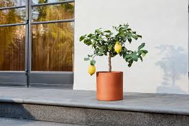 Complete Guide To Lemon Tree Care