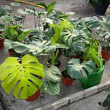 Top 10 Most Wanted Rare Houseplants