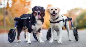 Equipment For Disabled Dogs Carts For