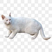 White Cat Png Transpa Images Free