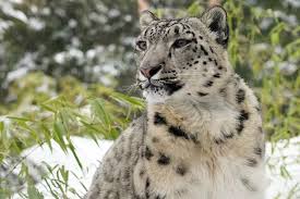 Snow Leopard Habitat