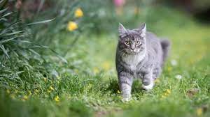 Spring Plants Can Be Deadly For Cats