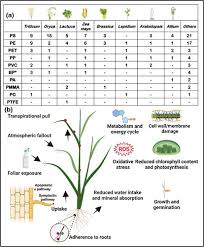 Nanoplastics In The Soil Plant Nexus
