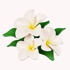 3d Frangipani Flowers Icon Isolated On