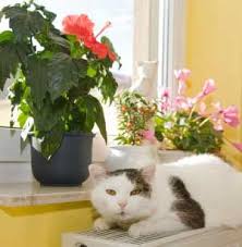 Poisonous Plants And Flowers For Cats