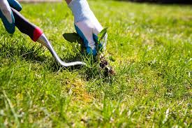 Weed Control In Mississauga 5 Ways A