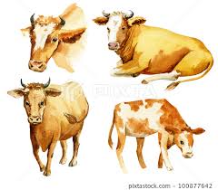 Ilration Of Diffe Cow With A