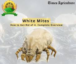 White Mites And How To Get Rid Of It