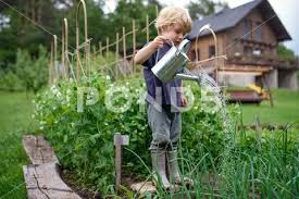 Vegetable Garden Sustainable Lifestyle