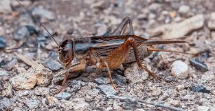 Crickets In Kansas Missouri Midwest