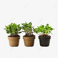 Small Plants In Pots Plant Leaf Icon