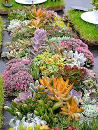 Outdoor Succulent Garden Ideas