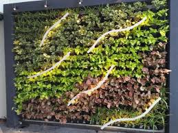 Vertical Green Wall At Rs 850 Square