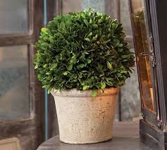 Preserved Boxwood Large Sphere In
