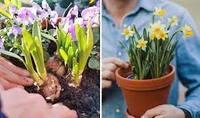 What To Plant With Spring Bulbs For