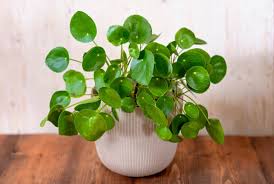 Chinese Money Plant Pilea