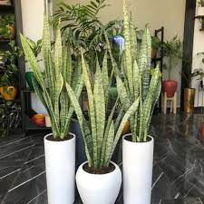Snake Plant Care Guide Tips For A