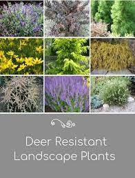 Deer Resistant Plants In The Landscape