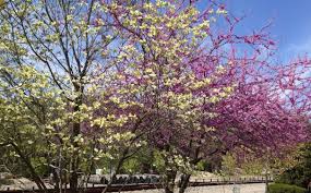 Native Small Trees For Midwestern Gardens