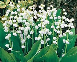 Lowe S White Lily Of The Valley Bulbs