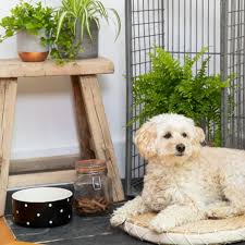 Indoor Plants That Are Safe For Pets