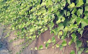 The Best Climbing Plants For Shade