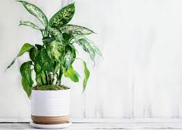 Dieffenbachia Dumb Cane All You Need