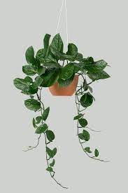 Hanging Plants Png Images Free