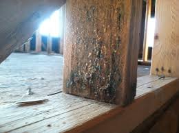 New Home Construction Mold