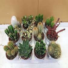 Buy Cactus Mix X 12 Affordable