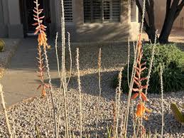 Aloe Medicinal Elgin Nursery Tree