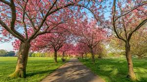 Uk Places For Seeing Cherry Blossoms