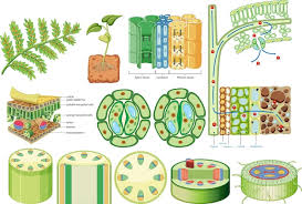 Plant Cell Diagram Images Free