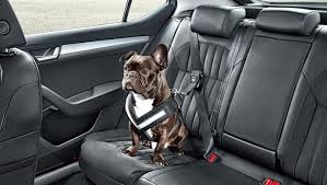 Accessories For Keeping Dogs Safe In Cars