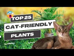 25 Cat Friendly Plants Keep Your