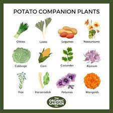 Companion Planting Vegetables