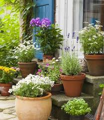 Container Garden Design Tips