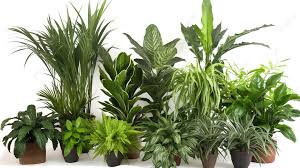 Large Groups Of Indoor Plants Sit In