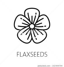 Flax Flower And Seeds Isolated Outline