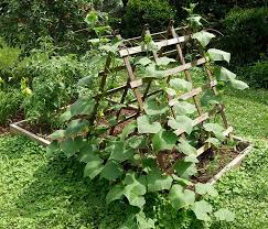25 Awesome Garden Trellis Ideas Trees Com