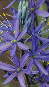 5 Purple Native Flowers For Northwest