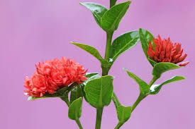 Beauty Bougainvillea Flowers Full Bloom