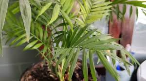 Areca Palm Tree Stock Footage