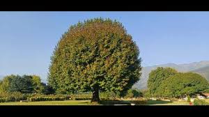 Preliminary Census Of Chinar Trees In J