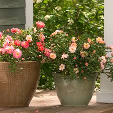 12 Shrubs For Small Gardens Containers