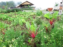 Landscape Cultivating Of Thai Farmer